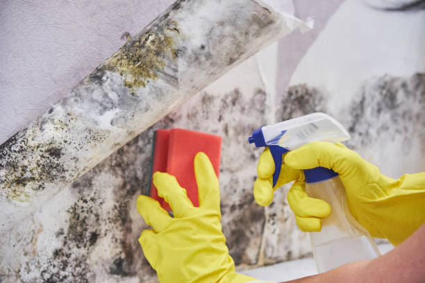 Best Residential Mold Inspection & Testing in Sierra View, PA