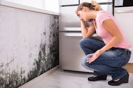 Professional Mold Removal in Sierra View, PA